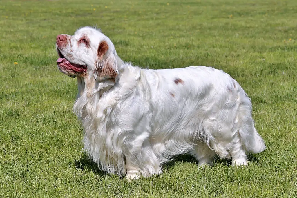 Clumber Spaniel Dog: Breed Information and Personality Traits