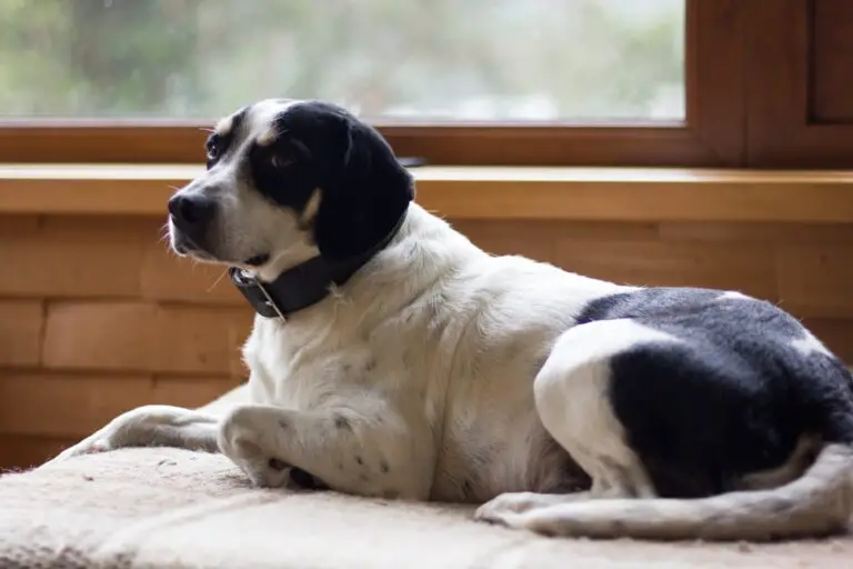 7 Things To Expect From Dog-Friendly Cottages