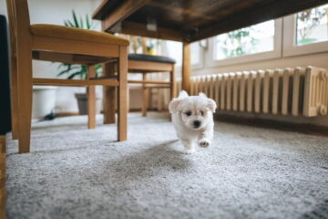 Clean Dried Dog Urine Off Carpet Without Vinegar