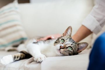 7 Tips To Caring For Your Indoor Cats