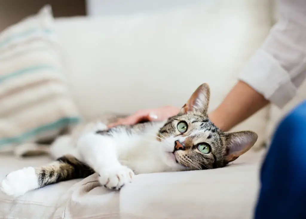 7 Tips To Caring For Your Indoor Cats