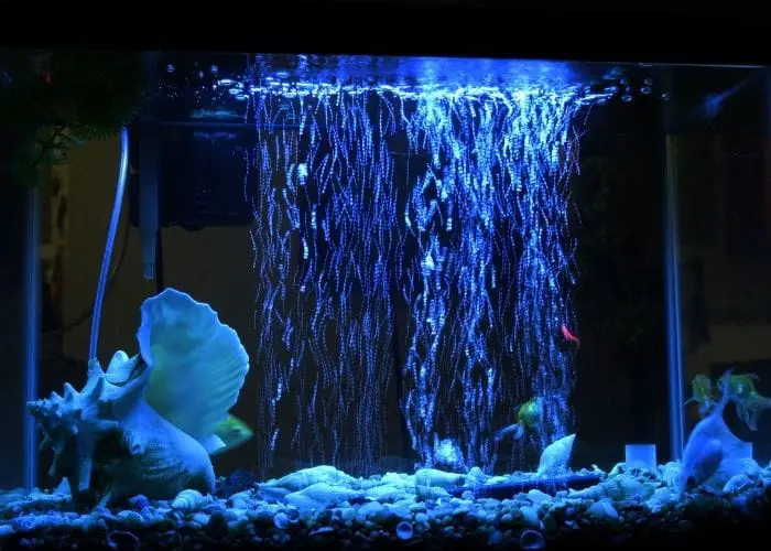 Adding an Aquarium to Your Home: What You Need to Know