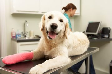 Dog Joint Health: 5 Problems And 6 Treatments