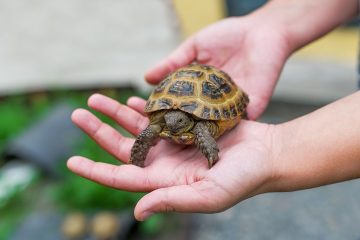 Everything You Need To Know About Raising Pet Turtles