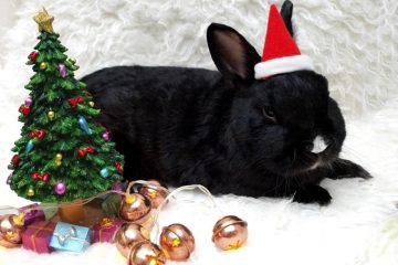 The Best Gifts for Small Animals for the 2022 Holidays