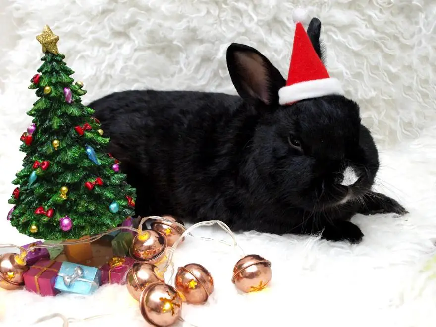 The Best Gifts for Small Animals for the 2022 Holidays