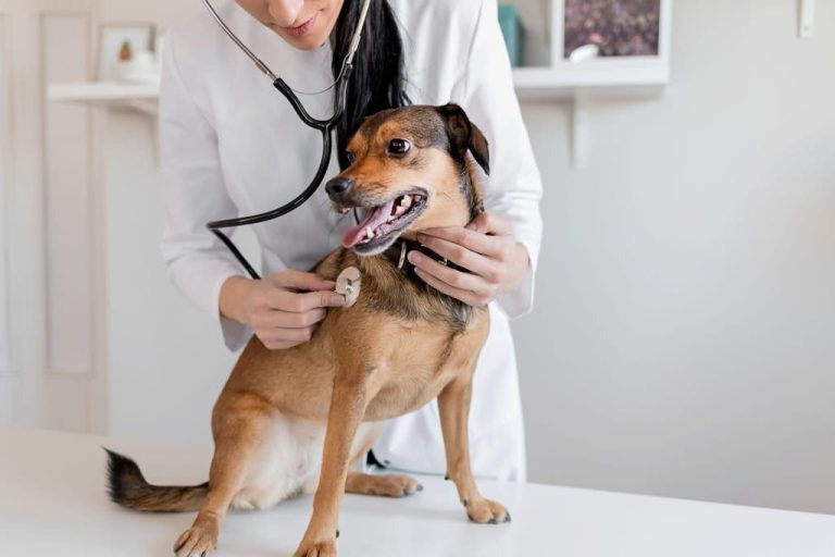 5 Tips To Prepare Your Pet for a Stress-Free Veterinary Visit