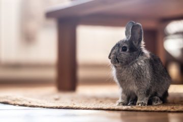 How To Really Enjoy Time With Your Rabbit