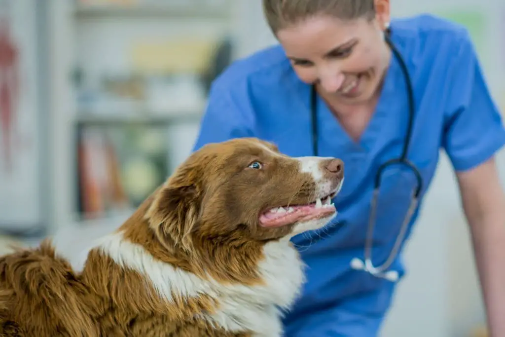 what-not-to-do-if-your-pet-is-having-a-medical-emergency