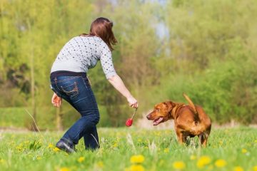 Off Leash Training for Dogs: Achieving Freedom and Control