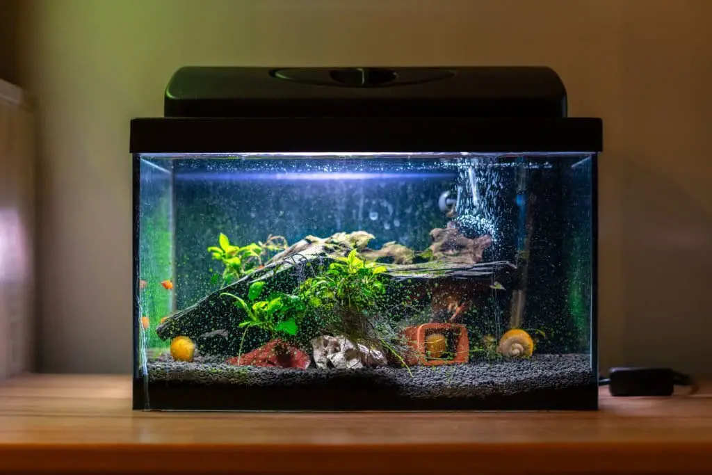What You Should Know About Keeping an Aquarium