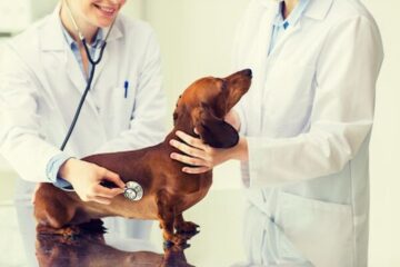 How to Choose a Local Veterinary Clinic