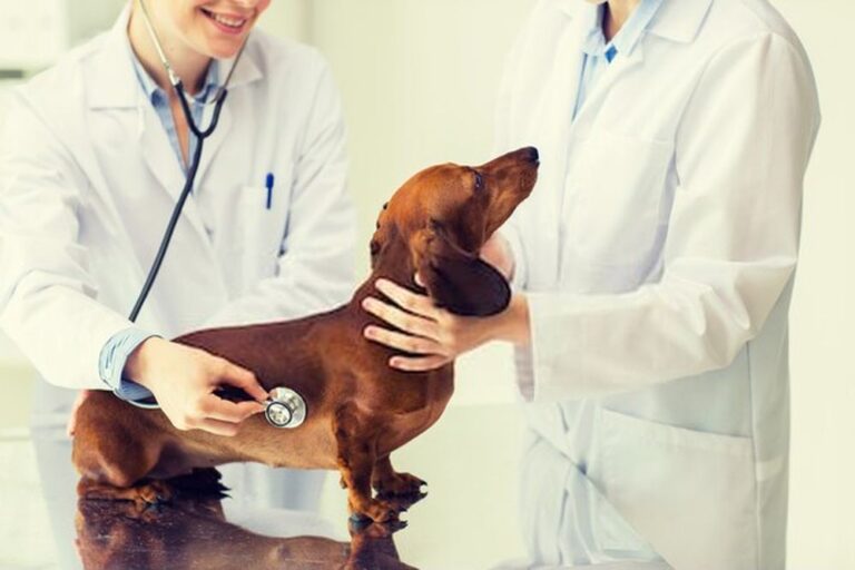 HOW TO CHOOSE A LOCAL VETERINARY CLINIC