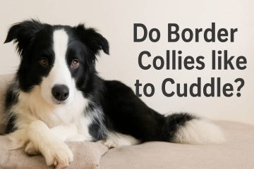 Do Border Collies Like to Cuddle? Understanding Their Affectionate Side