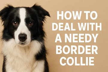 How to Deal With a Needy Border Collie Effectively