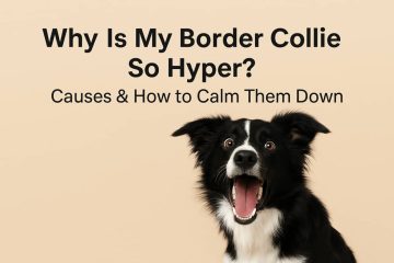 Why Is My Border Collie So Hyper? Causes & How to Calm Them Down
