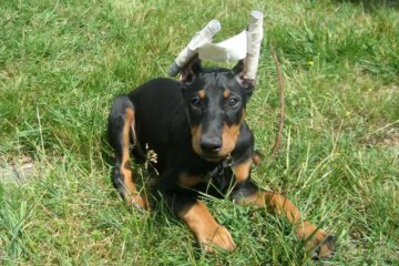 The Practice of Cropping Dog Ears