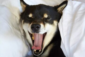 Dog Communication and Appeasement Gestures