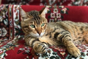 Bengal Cats: Stunning Spots and Captivating Facts to Know