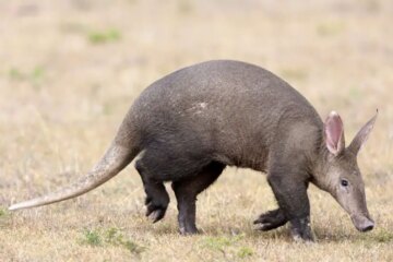 54 Animals That Start With A (With Pictures and Names)