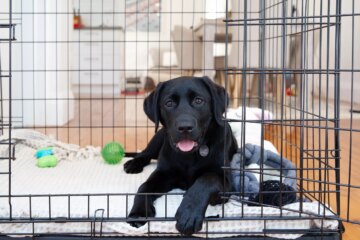 How to Housebreak Your Puppy