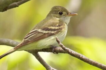 50 Types of Green Birds (With Pictures and Identification)