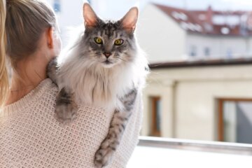 Top 10 Most Affectionate Cat Breeds to Cuddle With