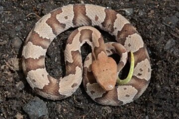 50 Snakes in Arkansas (Arkansas Snakes, Pictures, Identification)