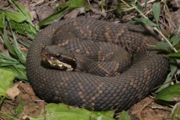13 Tennessee Water Snakes (Pictures and Identification)