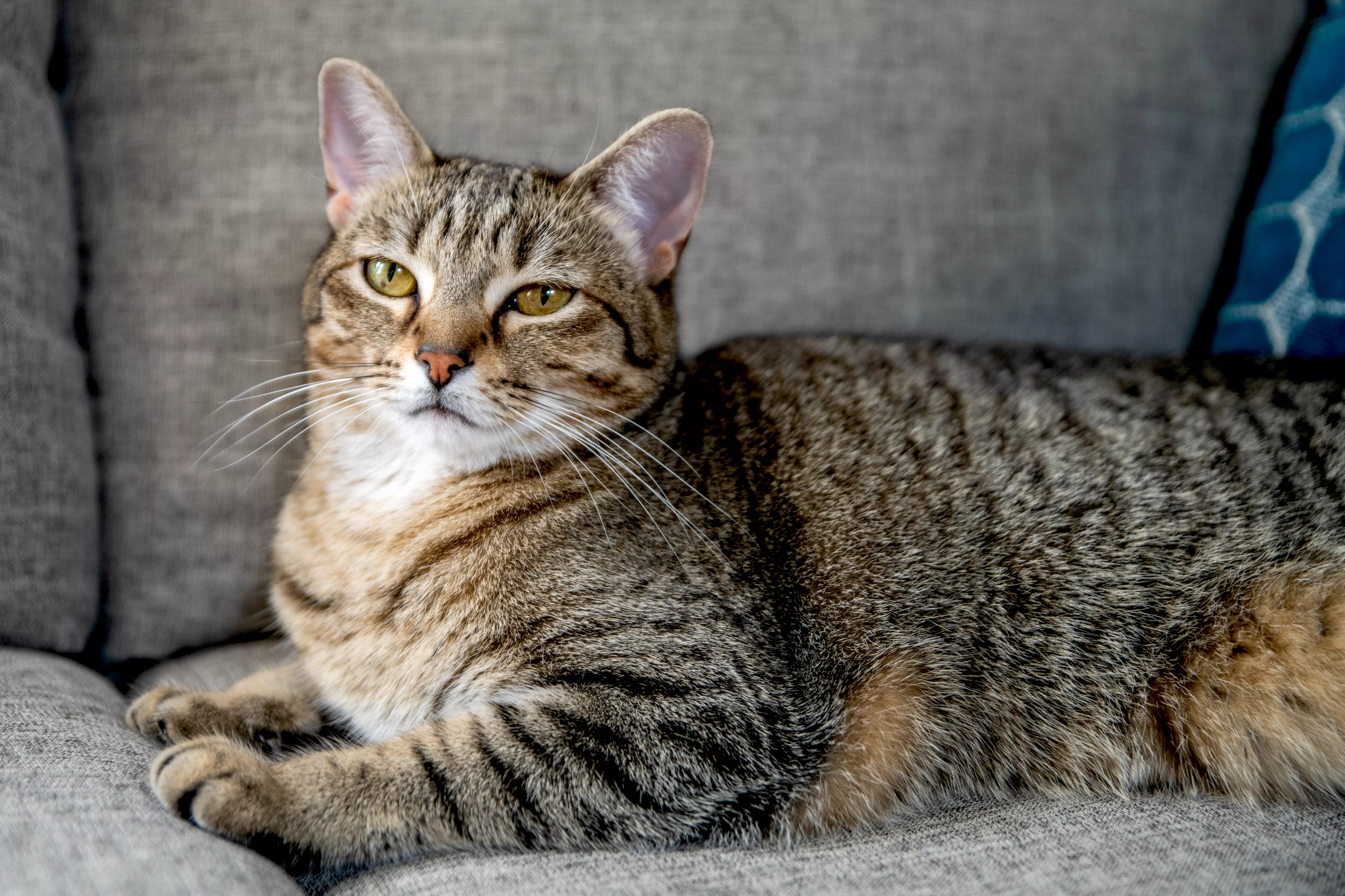 Tabby cat with brown and white fur sitting on gray couch