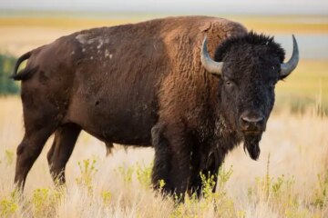 20 Wild Animals in South Dakota (With Pictures and Identification)