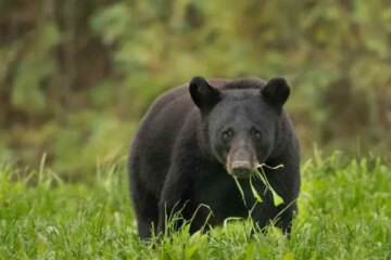 5 Types of Bears in California (Pictures and Identification)