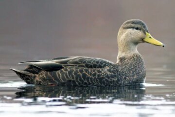 49 Popular Types of Ducks (With Pictures and Identification)