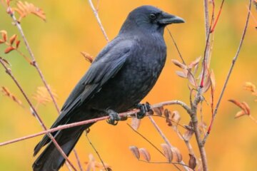 40 Birds of Arkansas (Pictures and Identification)