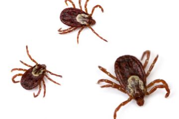 8 Species of Ticks in Florida (Pictures and Identification)