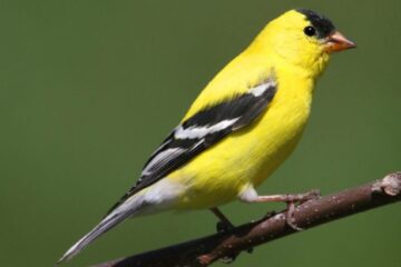 21 Yellow Birds in New Jersey (With Pictures and Identification)