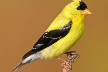 21 Types Finches in Ohio (With Pictures and Identification)