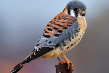 5 Types of Falcons in Arkansas (Pictures and Identification)