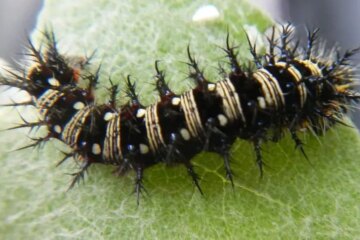 12 Black Caterpillars in Texas (Pictures and Identification)