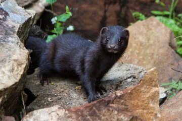 6 Types of Weasels in Minnesota (With Pictures and Identification)