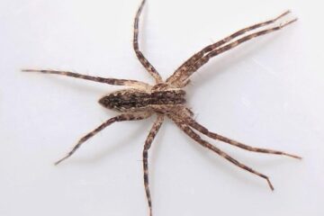38 Spiders in Oklahoma (Pictures and Identification)