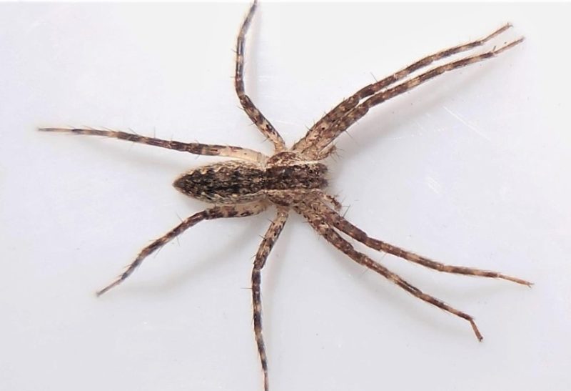 Spiders in Oklahoma