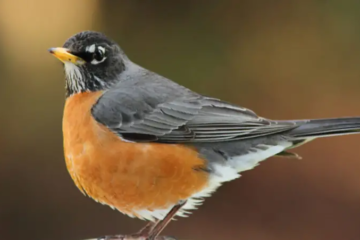 32 Black Birds With Yellow Beaks (Pictures and Identification)