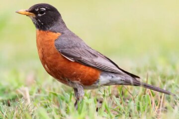 42 Common Michigan Birds (Pictures and Identification)