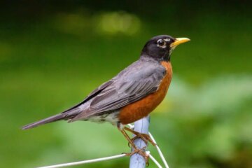 25 Common Birds in Vermont (With Pictures and Identification)