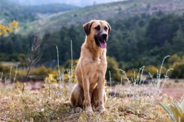 Ultimate Guide to the Anatolian Shepherd Dog