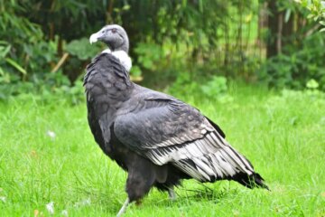 5 Types of Biggest Birds in the World That Can Fly (With Pictures)