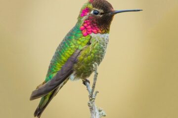 12 Hummingbirds in Arizona (With Pictures and Identification)