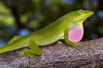 10 Green Lizards in Florida (Pictures and Identification)