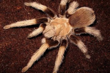 18 Types of Tarantulas in Arizona (Pictures and Identification)